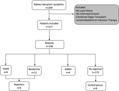 Prospective Tracking of Donor-Reactive T-Cell Clones in the Circulation and Rejecting Human Kidney Allografts